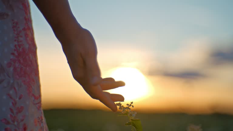 SLO MO Handheld Midsection Shot of Woman Touching Flower Buds on Field against Sky during Sunset