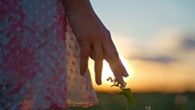 SLO MO Handheld Shot of Cropped Woman Touching Flower Buds on Field against Sky during Sunset
