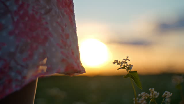 SLO MO Handheld Midsection Shot of Woman Standing by Flowering Plants on Field against Sky during Sunset
