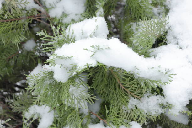istock coniferous leaves and snow 1946996751