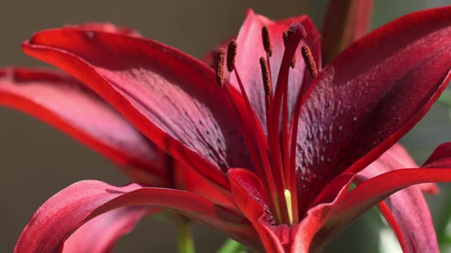 beautiful deep red lily flower blooming in garden. macro 4k footage
