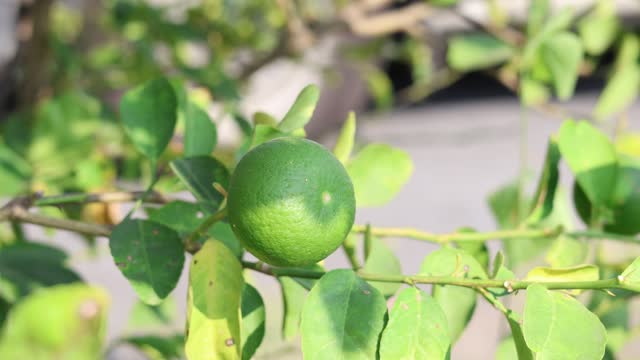 Lime Tree Through Time-Lapse