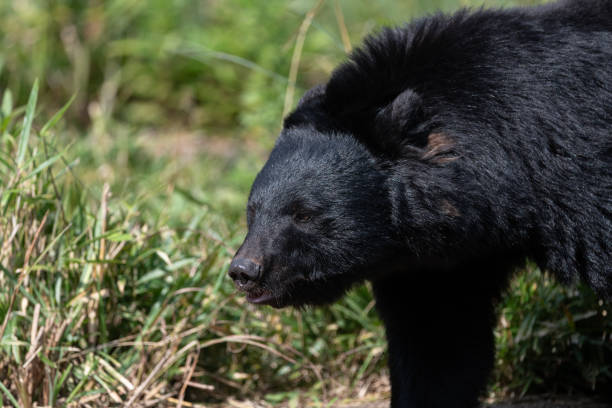 istock Asiatic black bear walking around 1947049066