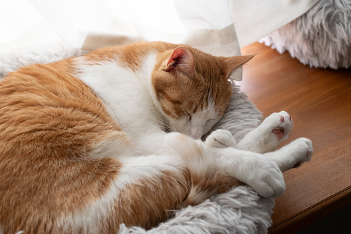 Cat curled up and sleeping