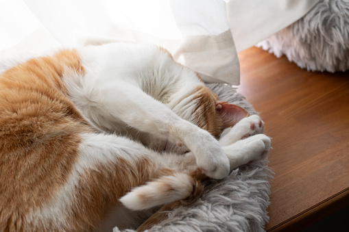 Cat curled up and sleeping