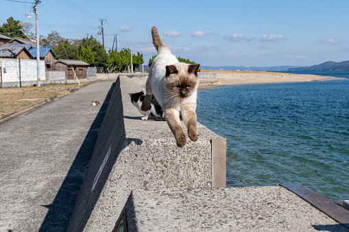 cat jumping over embankment