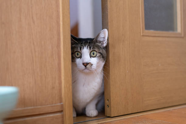 istock cat peeking through the gap in the door 1947051685