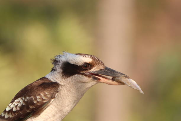 australischer vogel, lachender hans vogel, frisst gerade einen klinen fisch, moreton island, Kookaburra, typischer vogel in asutralien, queensland, australien