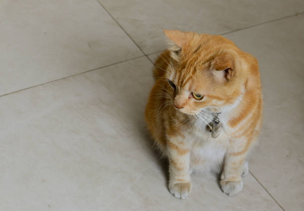 Wolfie, a 12-week-old orange and white kitten, looks out the window, July 2, 2023, in Coden, Alabama. Orange and white kittens, also known as marmalade or ginger kittens, are typically male. Many, like Wolfie, have spots on their nose due to lentigo, a genetic condition that increases the number of pigment-producing cells. (Photo by Carmen K. Sisson/Cloudybright)