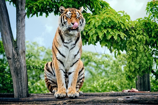 Siberian tiger sit on a tree trunk and Licking his mouth.