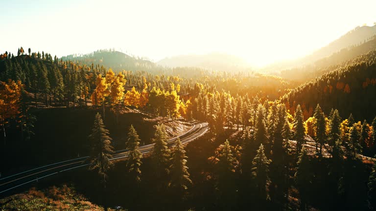 An empty road winding through a peaceful forest at sunset