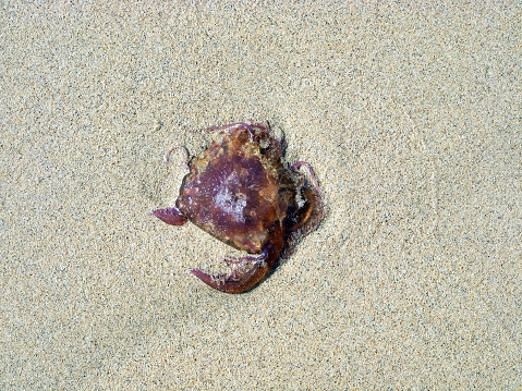 Jellyfish dumped on a sandy beach. Canary Islands, Fuerteventura.