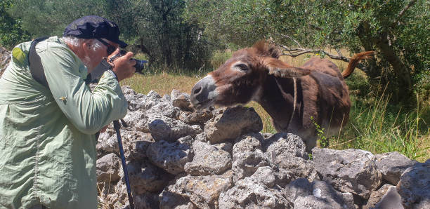 istock Men photographing cute donkey in nature 1947100421