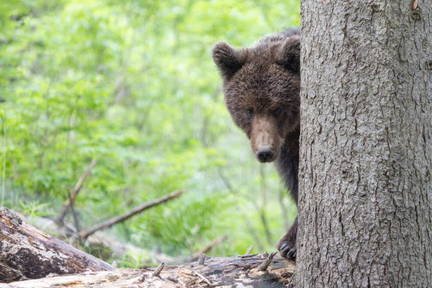 istock Brown bear in green summer forest behind a tree 1947100431