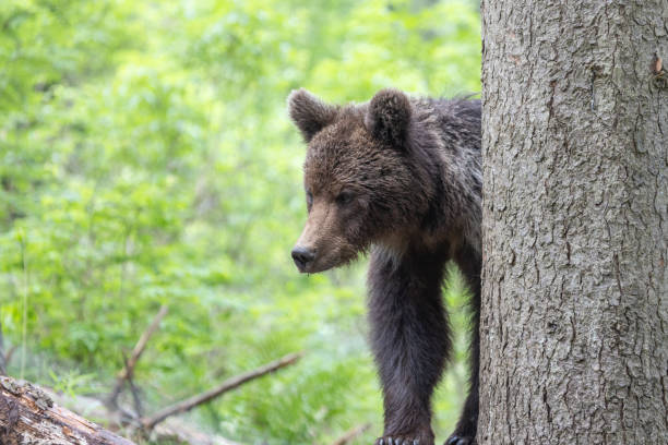 istock Brown bear in green summer forest behind a tree 1947100432