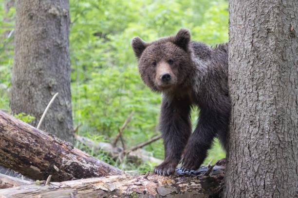 Brown bear in green summer forest behind a tree