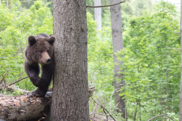 Eurasian Brown Bear (ursus arctos arctos) is climbing on a tree.  \n\nLocation: Hargita Mountains, Carpathians, Transylvania, Romania.