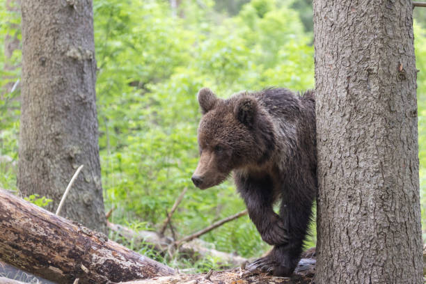 istock Brown bear in green summer forest behind a tree 1947100955