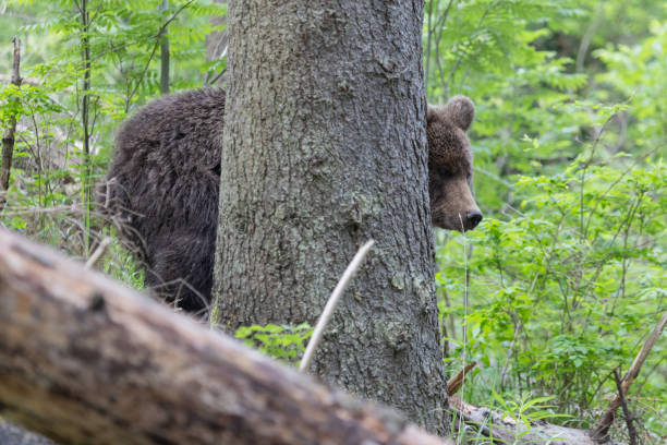 istock Brown bear in green summer forest behind a tree 1947100966