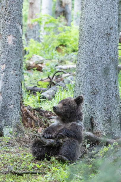 istock Brown beat sitting in spruce forest plauing with branch from tree on a cloudy day 1947101496