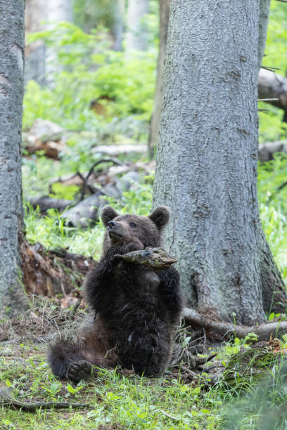 istock Brown beat sitting in spruce forest plauing with branch from tree on a cloudy day 1947102055