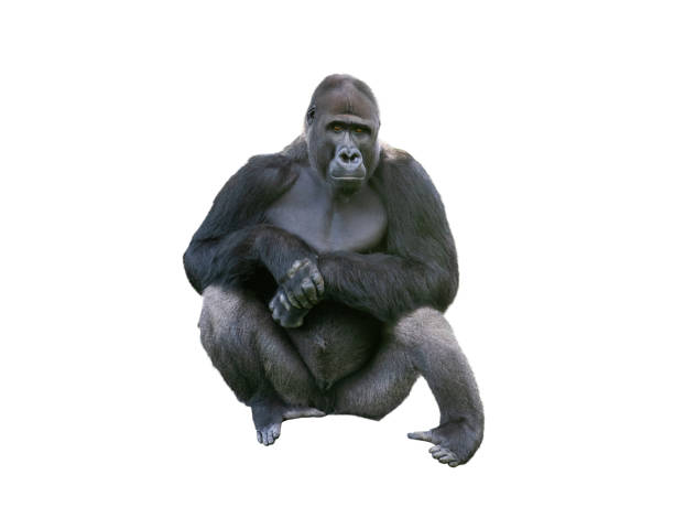 western lowland gorilla isolated on white background - gorilla zoo animal silverback gorilla imagens e fotografias de stock