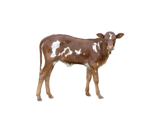 little calf isolated on white background