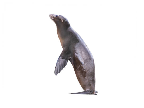 istock californian sealion isolated on white background 1947102613