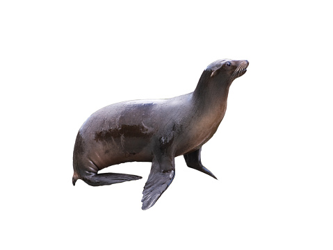 californian sealion isolated on white background