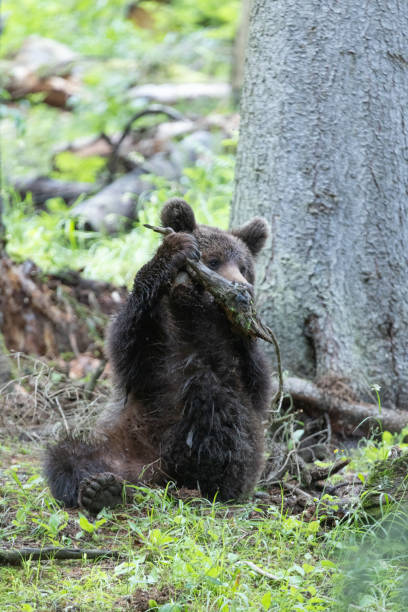 istock Brown beat sitting in spruce forest plauing with branch from tree on a cloudy day 1947103265