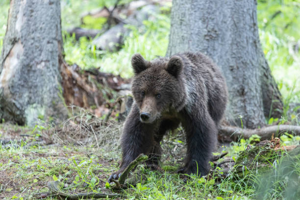 istock Portrait of bear standing in green spruce forest 1947103676