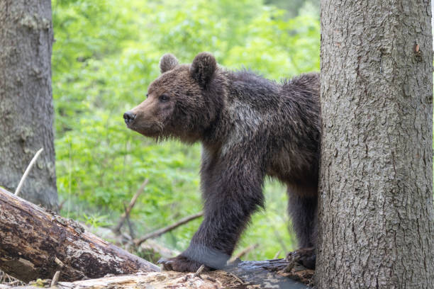 istock Brown bear stretching on fallen tree in green spruce forest 1947104198