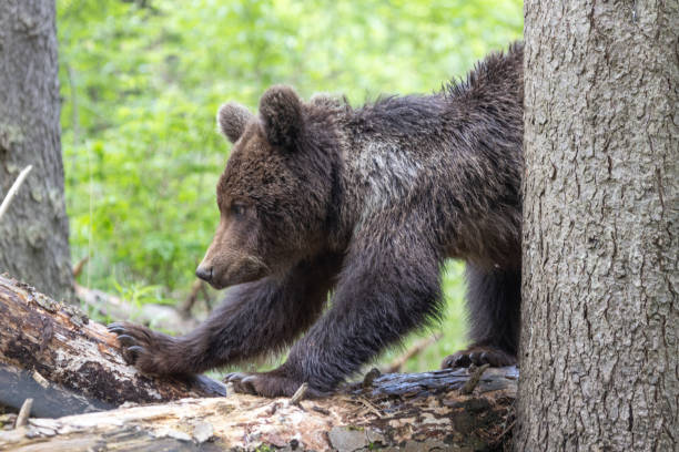 istock Brown bear stretching on fallen tree in green spruce forest 1947104203
