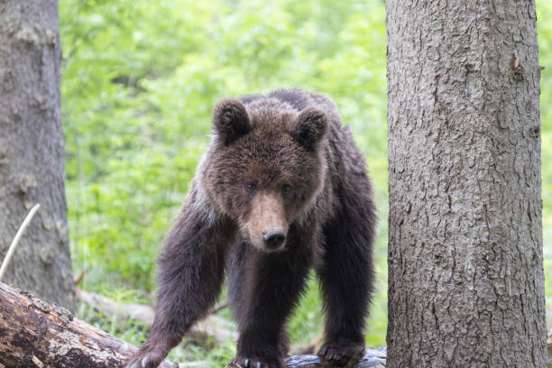 istock Brown bear stretching on fallen tree in green spruce forest 1947104205