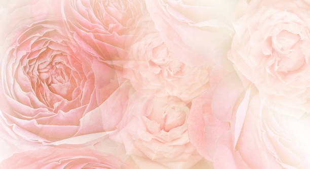 istock Roses flowers. Floral spring background. Close-up. Nature. 1947106944