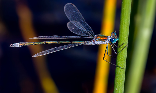 Close-up of a male Emerald Damselfly (Lestes Sponsa) holding on to a straw