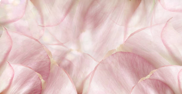 istock Roses flowers. Floral spring background. Close-up. Nature. 1947110000