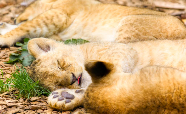 Portrait of an Asiatic lion cub.