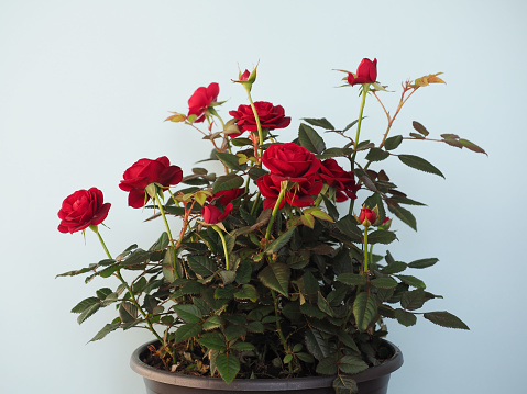 red roses plant in a black pot
