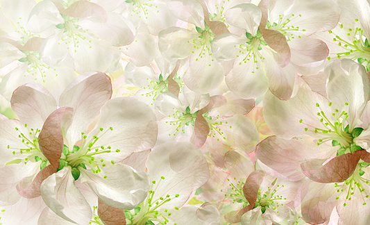 Background of spring cherry blossoms. soft focus. Floral spring background. Petals flowers. Close-up. Nature.