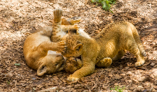 Group of three cute lion cubs playing