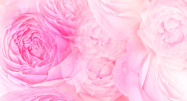istock Roses flowers. Floral spring background. Close-up. Nature. 1947113260