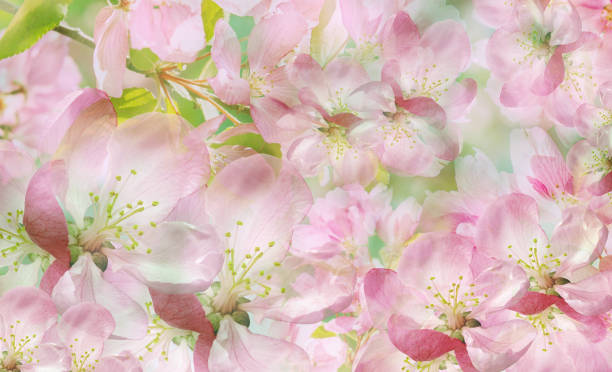 Free Stock Photo of flower Background - single flower | Download Free ...