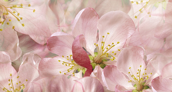 Beautiful  apple blossom close-up. Floral background