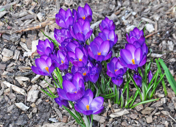 istock Soft selective focus of flower bedding crocus Ruby Giant. Springtime close-up of violet crocuses on natural dark background. landscape, nature concept 1947122598