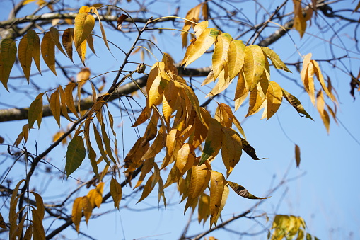 Ailanthus altissima. Tree of Heaven foliage during autumn