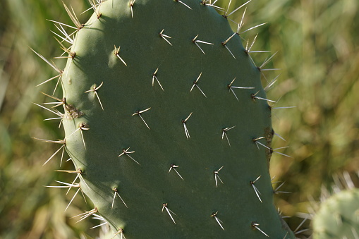Prickly pear cactus close up with cactus spines.