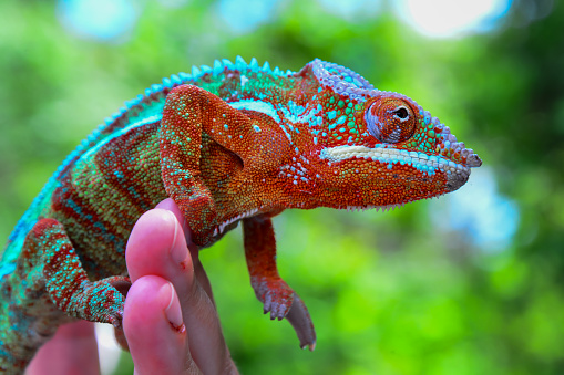 The panther chameleon (furcifer pardalis), reptile sits on a man's hand