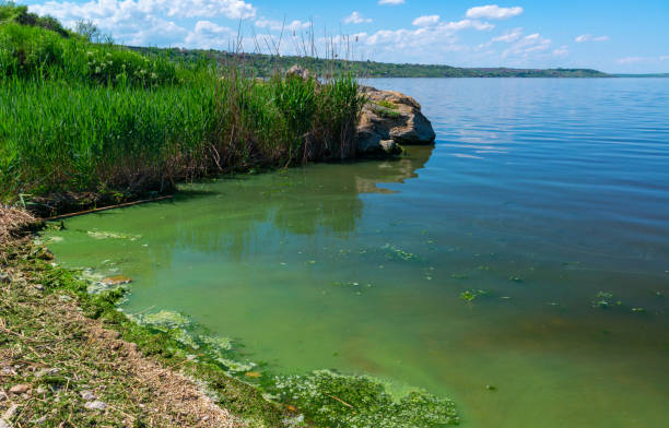 Eutrophication of the Khadzhibey estuary, blooms in the water of the blue-green algae Microcystis aeruginosa Eutrophication of the Khadzhibey estuary, blooms in the water of the blue-green algae Microcystis aeruginosa and the mass development of the green algae Enteromorpha sp. algal bloom stock pictures, royalty-free photos & images