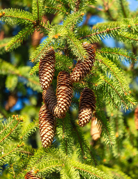istock Cones hang on the branches of a green spruce 1947132545